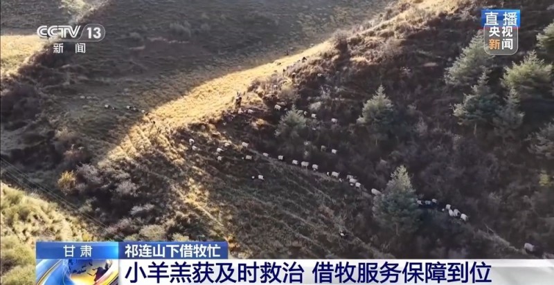 65万牛羊异地过冬 借牧双方资源互补催生产业新模式