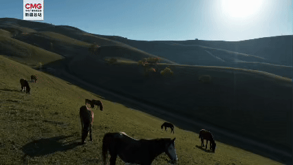 新疆新源：秋日“杏”运加载中 那拉提已“金”艳上线