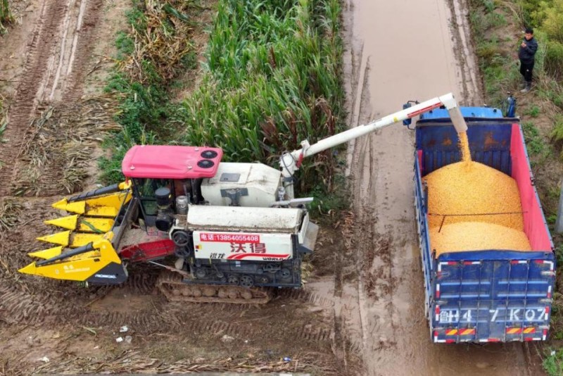 抢!多地连阴雨 争分夺秒保秋粮