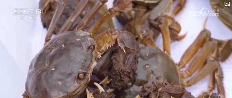 品蟹宴、捕鱼乐、果菜香!共享金秋丰收喜悦 多地特色田园体验点燃乡村文旅消费热