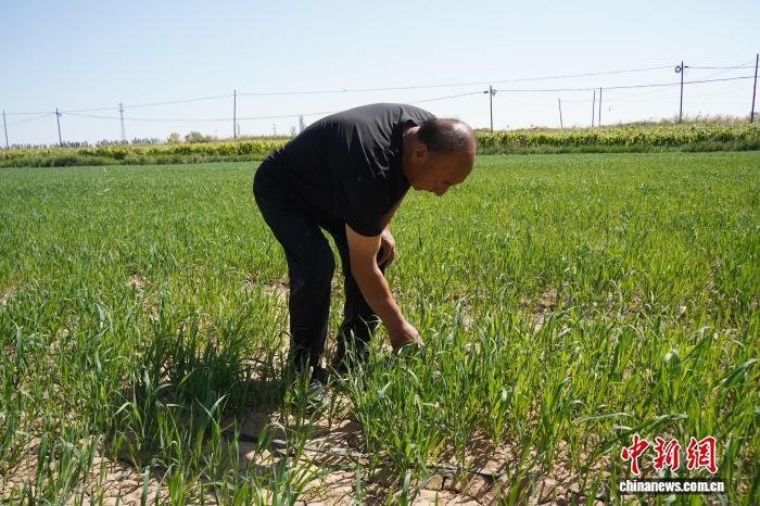 黄河“几字弯”丰收图鉴:从“一季旺”到“四季兴”