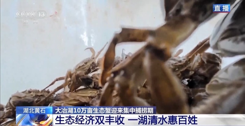 视频丨10万亩生态蟹即将发往餐桌 工人师傅教你如何挑选“满膏蟹”