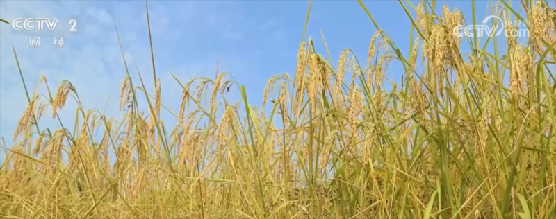 稻谷黄、果飘香 广袤田野“智”绘秋日好“丰”光