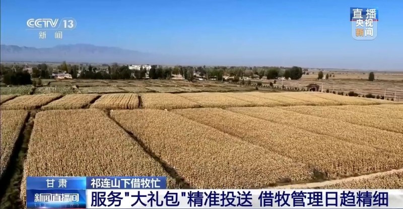 65万牛羊异地过冬 借牧双方资源互补催生产业新模式