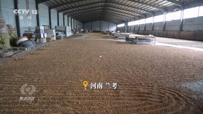 焦点访谈｜秋粮抢收抢烘 这场“保卫战”如何打好？