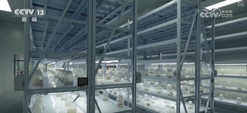 “土疙瘩”在创新中华丽转身为“中国新特产” 滋味千年幻化身形行销世界