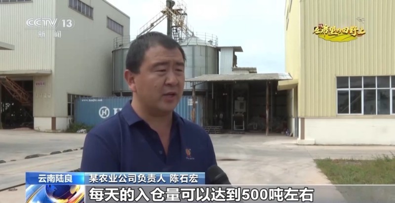 秋收时节秋雨绵绵 各地抢收抢烘确保秋粮颗粒归仓