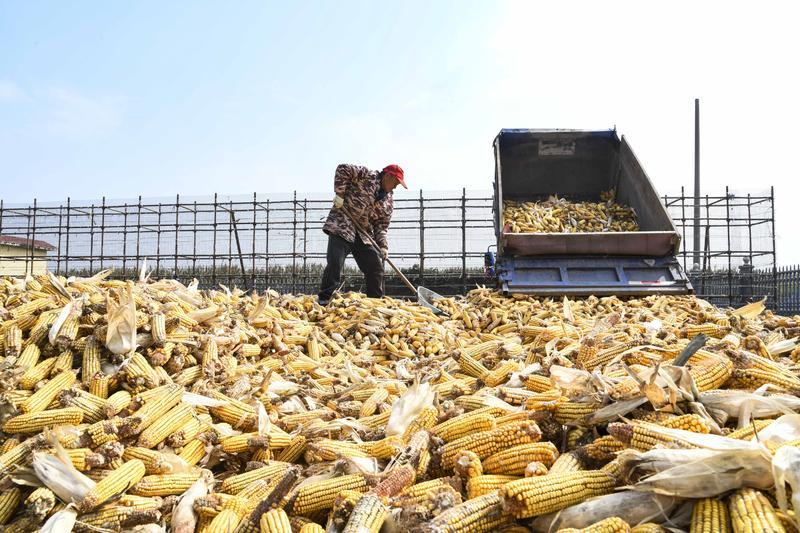 冀云深度丨中国饭碗，穰穰满家