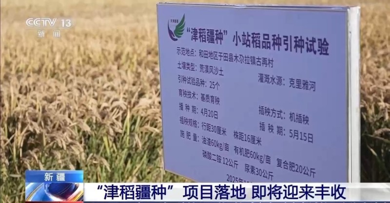 降雨导致秋粮受灾 与时间赛跑无人机助力抢收