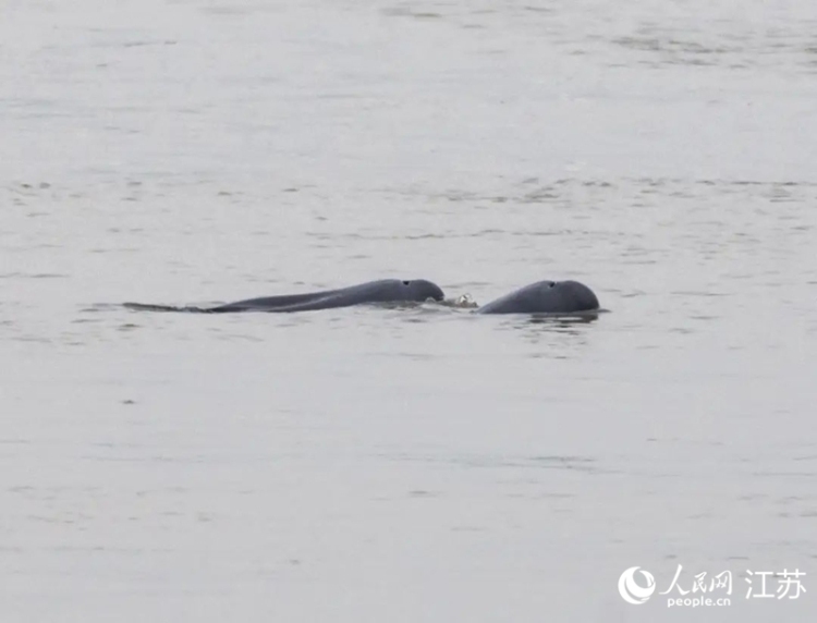 青春华章丨水运江苏：江河湖海共行舟
