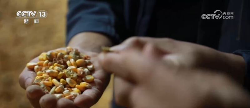 “干”字当头！各地多举措保“三秋”生产 全力守护群众“粮袋子”