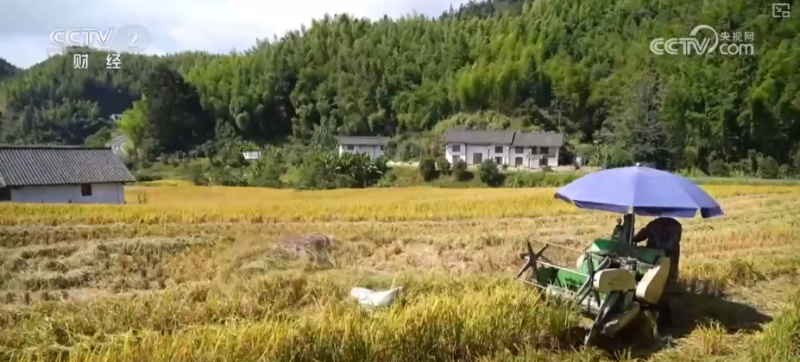 科技服务秋收 无人机架起空中“运粮桥”确保秋粮应收尽收