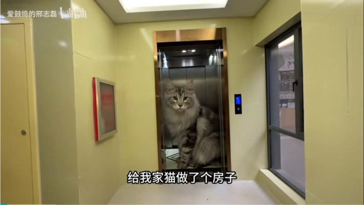 一边上头一边反胃，AI 猫片为何让人停不下来