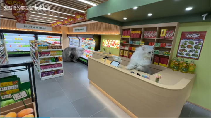 一边上头一边反胃，AI 猫片为何让人停不下来