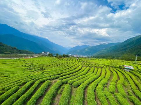 茶香漫峡谷 绿叶变“金叶”――西藏墨脱采茶人劳务品牌的2025年答卷