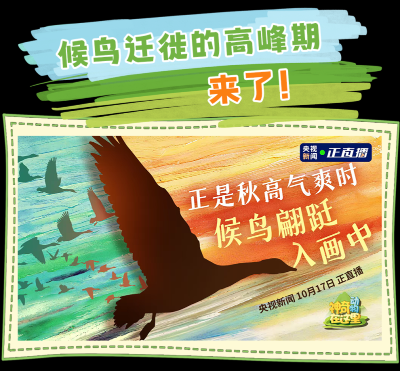 总台周看点丨多彩的季节@你