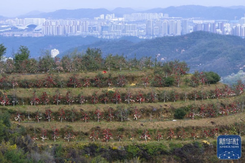 陕西延安：黄土高原迎来收获季