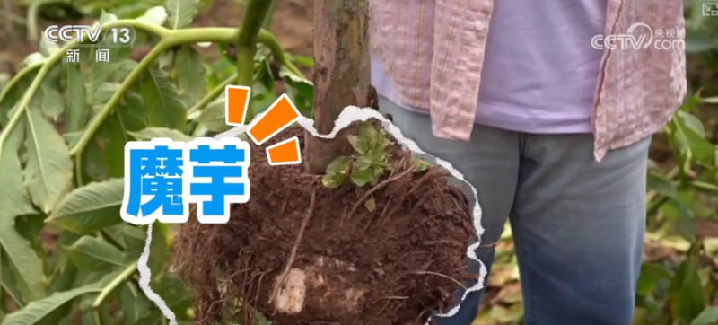 “土疙瘩”在创新中华丽转身为“中国新特产” 滋味千年幻化身形行销世界