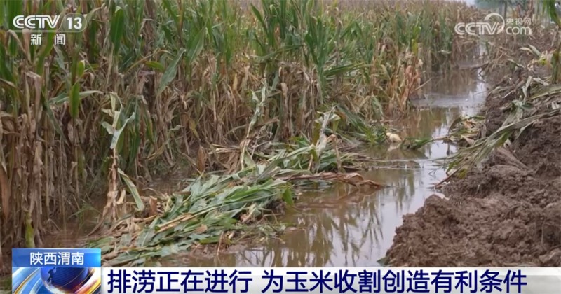 多地“攥指成拳”打响秋收“攻坚战” 排涝、抢收、抢烘有序开展