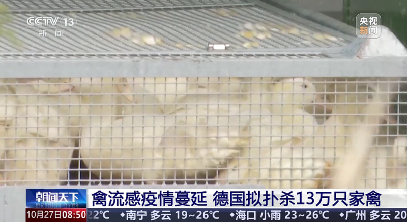 7点出发|肉联食品公司门口堆放大量死猪,当地通报!