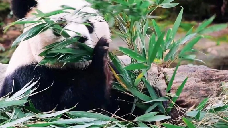 国宝之“伤”：“大熊猫被虐待”网络谣言案调查