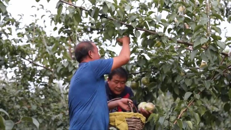 新华视点丨金秋丰收绘新景 乡村振兴谱华章