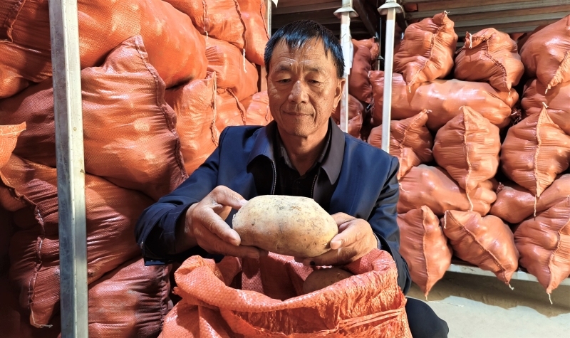 谁是金秋丰收王15|“土豆书记”咋把土豆变成“金蛋蛋”