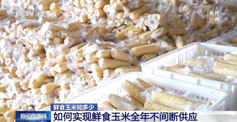 如何挑选口感好品质佳的鲜食玉米?这份指南请收好