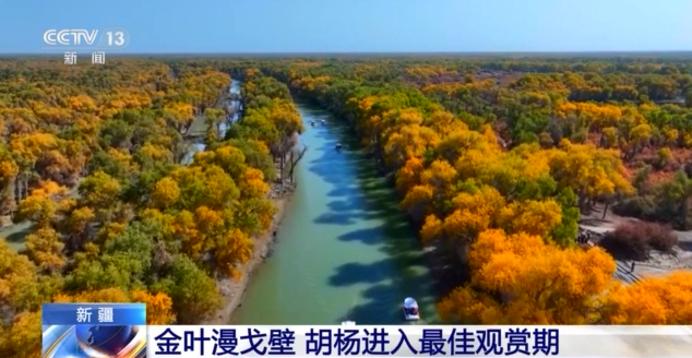 塔里木河秋日限定 胡杨映水绘就一幅流动油画