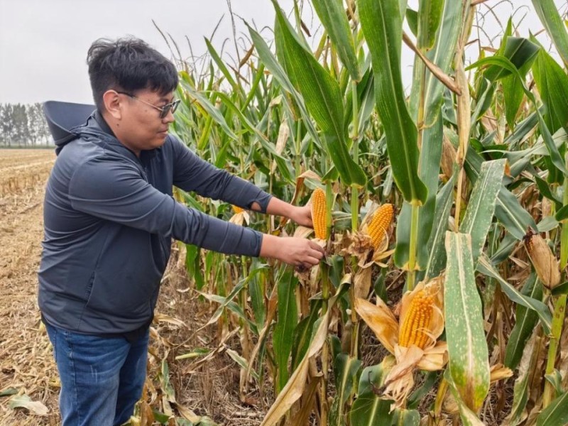 抢!多地连阴雨 争分夺秒保秋粮
