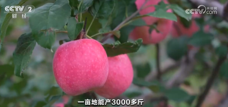 稻谷黄、果飘香 广袤田野“智”绘秋日好“丰”光