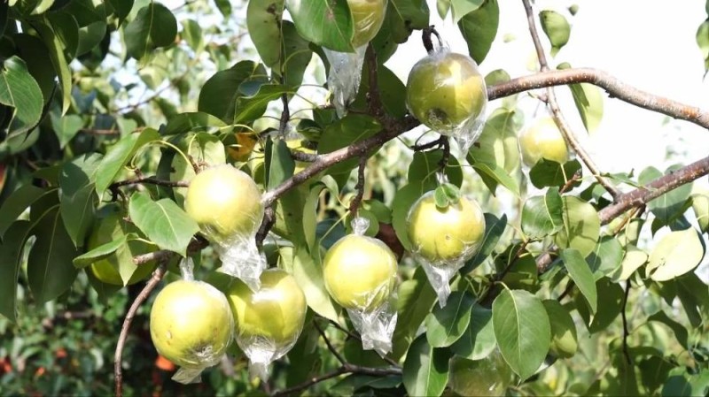 新华视点丨金秋丰收绘新景 乡村振兴谱华章