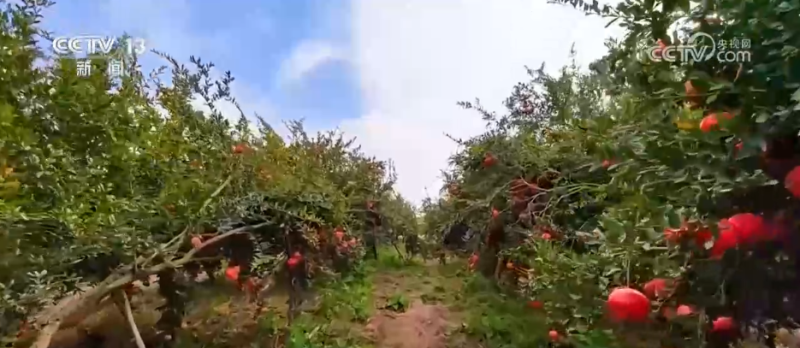 希望的田野迎来丰收季 五彩果蔬描绘乡村振兴新画卷