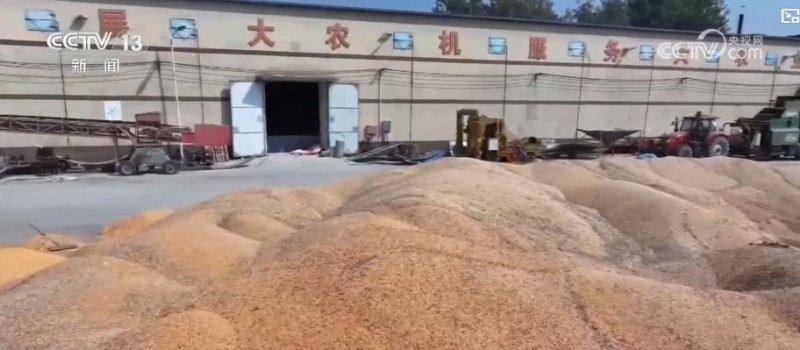 各地多举措战阴雨抢秋收：“粮食银行”护粮减损 烘干链闭环助农“收好粮卖好价”