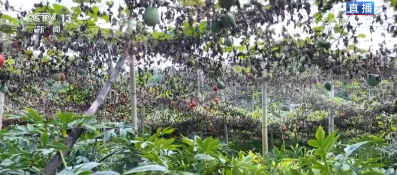 “土疙瘩”在创新中华丽转身为“中国新特产” 滋味千年幻化身形行销世界