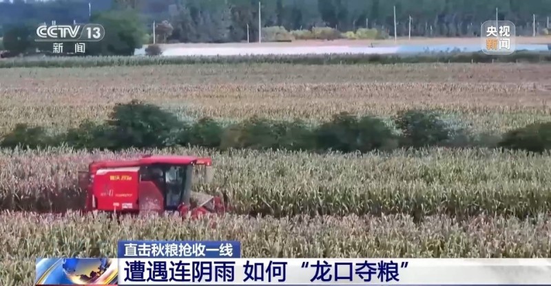 遭遇连阴雨如何保收？总台记者直击秋粮抢收一线