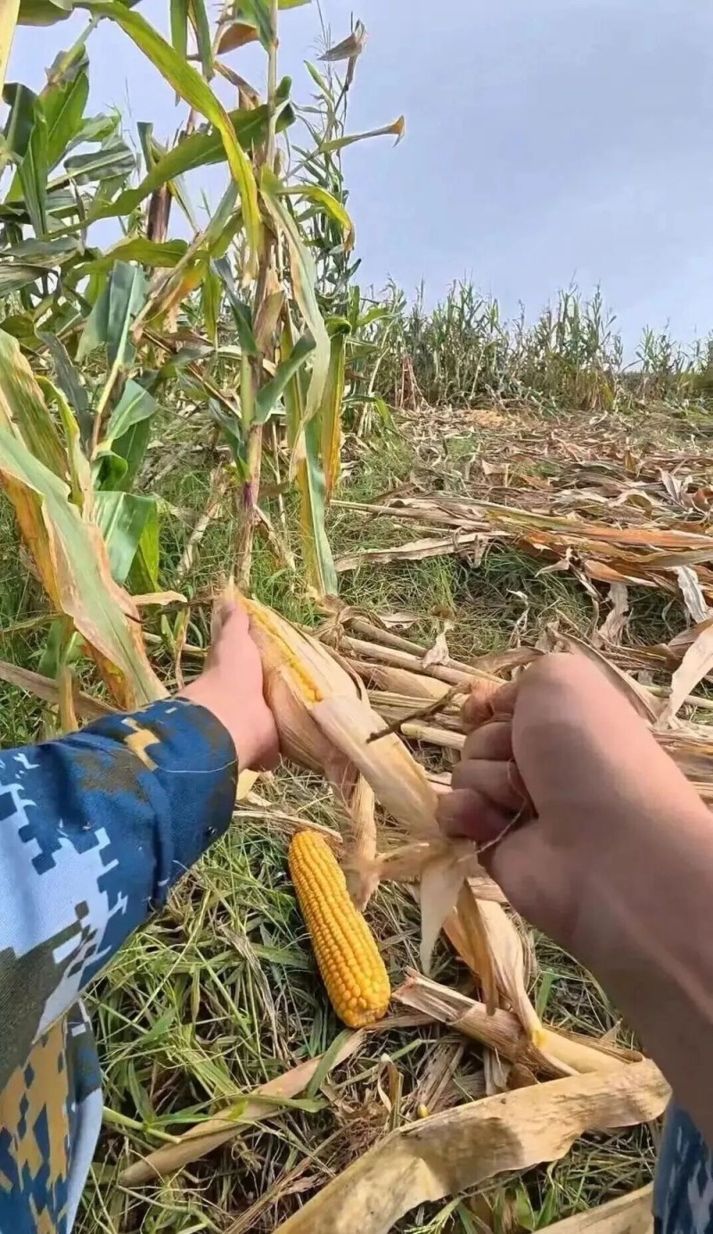 “我多弯一次腰,父母就少吃一点苦!”大学生8天假期掰了7天半玉米