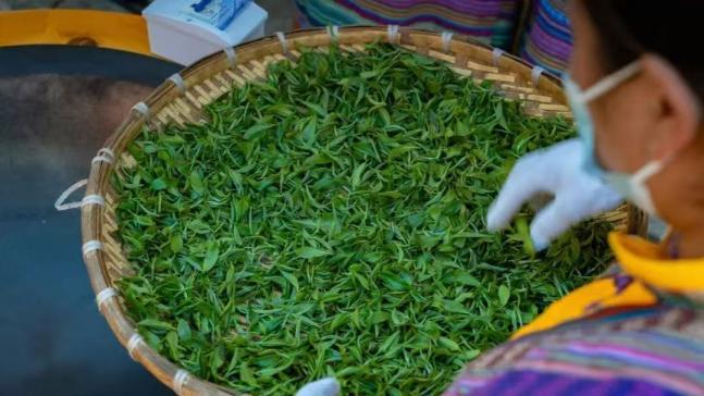 茶香漫峡谷 绿叶变“金叶”――西藏墨脱采茶人劳务品牌的2025年答卷