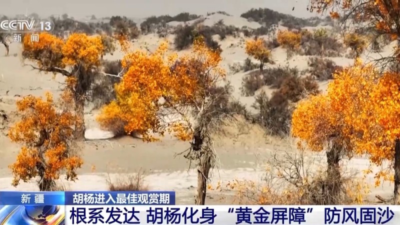 塔里木河秋日限定 胡杨映水绘就一幅流动油画