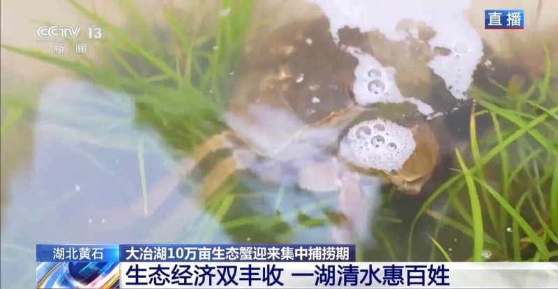 视频丨10万亩生态蟹即将发往餐桌 工人师傅教你如何挑选“满膏蟹”