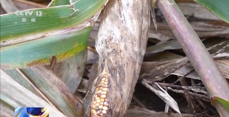 降雨导致秋粮受灾 与时间赛跑无人机助力抢收