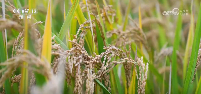 厘米级精度收割、“农田哨兵”应用……秋收“科技范儿”为粮食安全注入新动能