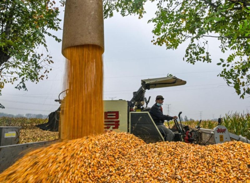 抢!多地连阴雨 争分夺秒保秋粮