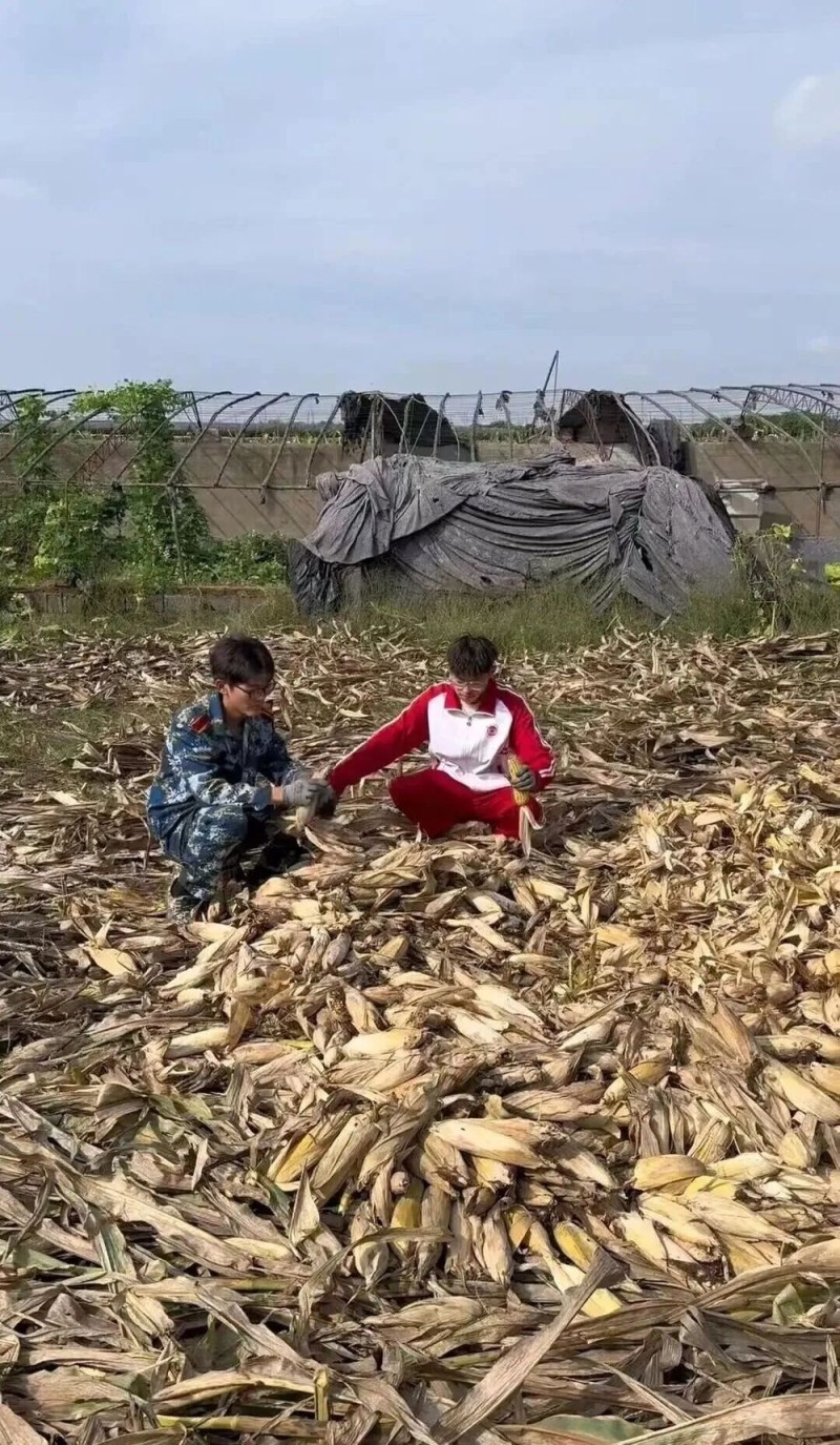 “我多弯一次腰,父母就少吃一点苦!”大学生8天假期掰了7天半玉米