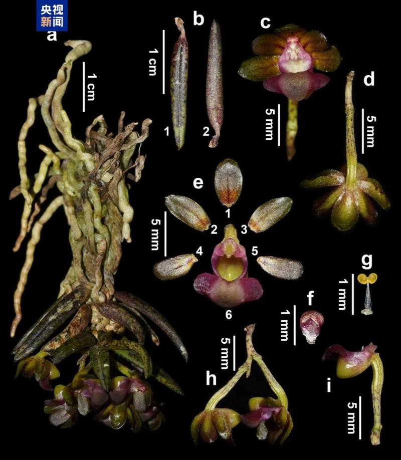 新物种+1 四川发现九寨沟盆距兰