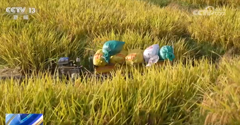 传统与现代融合“交响” 古村落呈现“人来、村活、业兴、文盛”繁荣景象