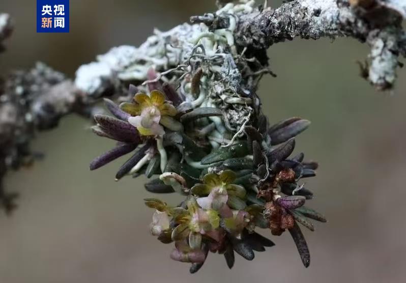 新物种+1 四川发现九寨沟盆距兰