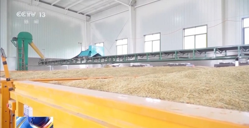 降雨导致秋粮受灾 与时间赛跑无人机助力抢收