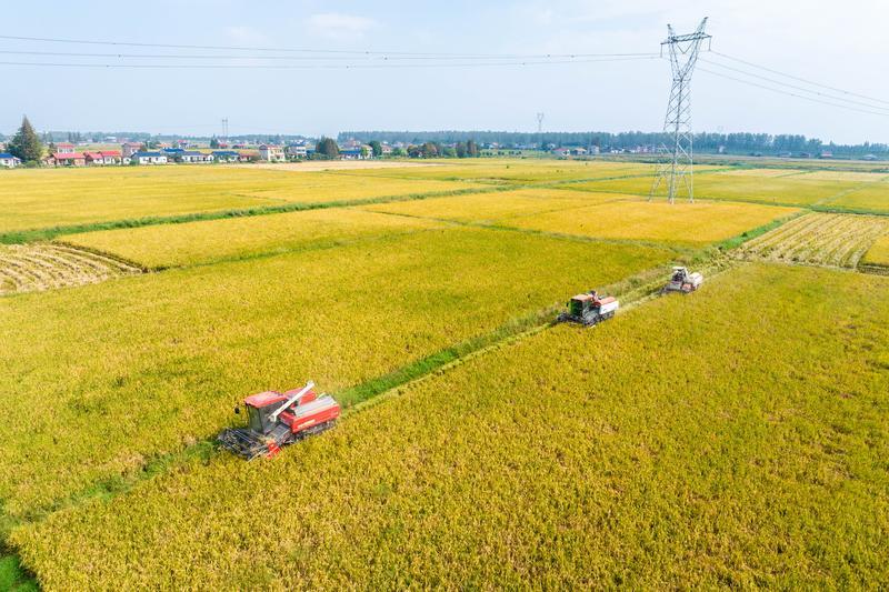 冀云深度丨中国饭碗，穰穰满家