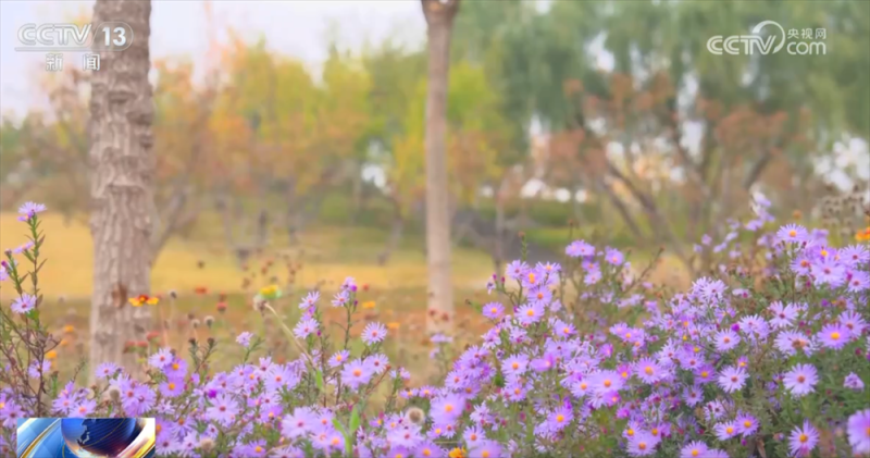 多场景联动打造“赏秋游”沉浸式新体验 “秋日经济”带火文旅消费新实践